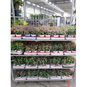 Fuchsia  'Bella Fuchsia'  ..mix