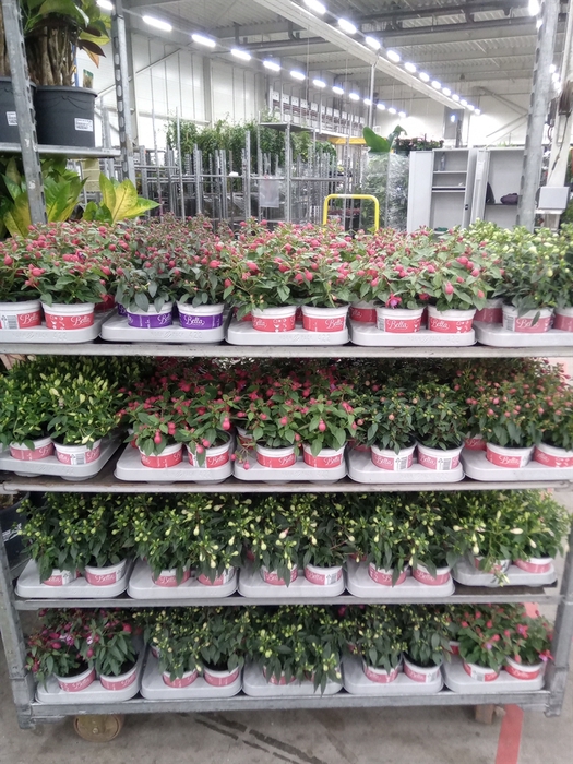 <h4>Fuchsia  'Bella Fuchsia'  ..mix</h4>