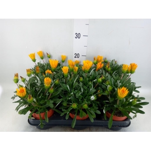 Gazania splen. 'Gelbe Jupiter'