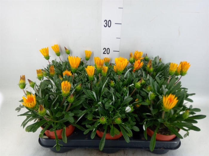 <h4>Gazania splen. 'Gelbe Jupiter'</h4>