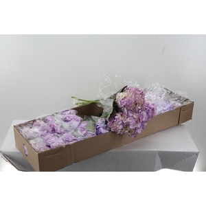 Hydr Light Lilac Tinted Sel Box