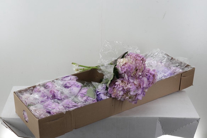 <h4>Hydr Light Lilac</h4>