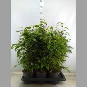 Ficus benja. 'Anastasia'