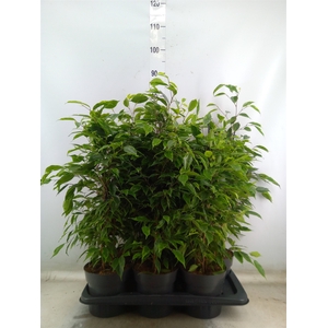 Ficus benja. 'Anastasia'