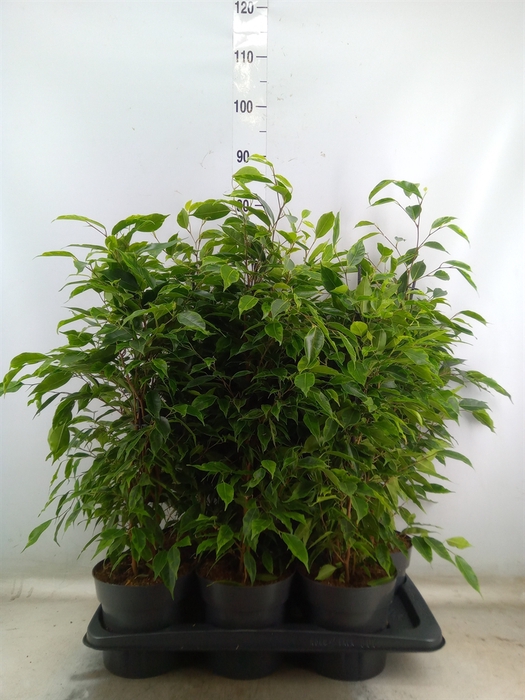 <h4>Ficus benja. 'Anastasia'</h4>