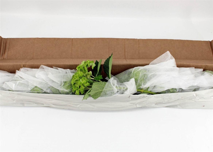 <h4>Hydr M Clover In Box X12</h4>