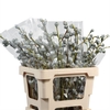 Eucalyptus Boule