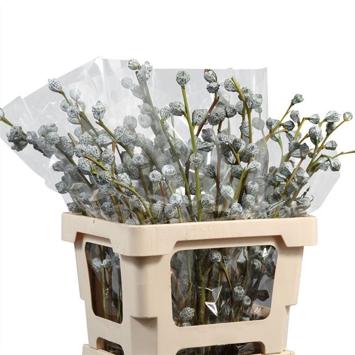 Eucalyptus Boule
