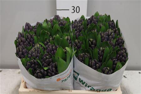 <h4>Hyac Atlantic</h4>