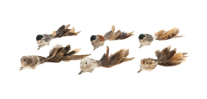 Bird Paradise L26B5H6 6 pieces