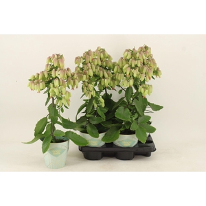 Kalanchoe Magic Bell