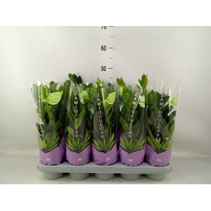 Zamioculcas zamiifolia
