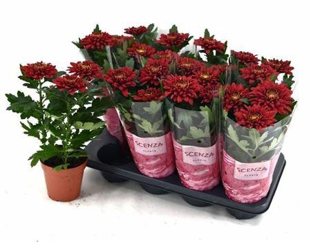 <h4>Chrys Supernova Red</h4>