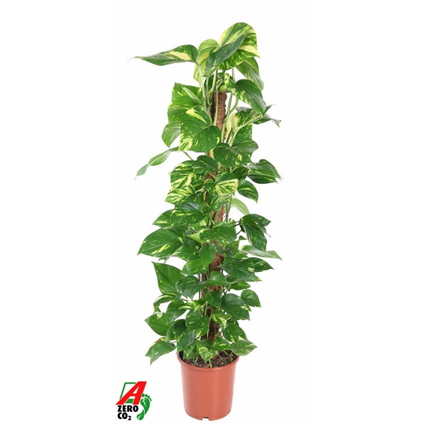 <h4>Epipremnum Pinnatum Mosstok P24</h4>