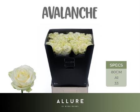 <h4>Rosa grootbloemig Avalanche+</h4>