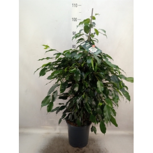 Ficus benja. 'Danielle'