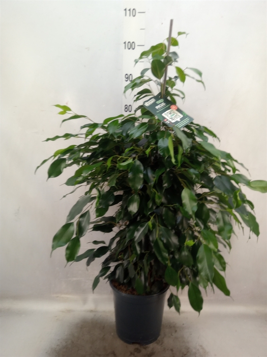 <h4>Ficus benja. 'Danielle'</h4>