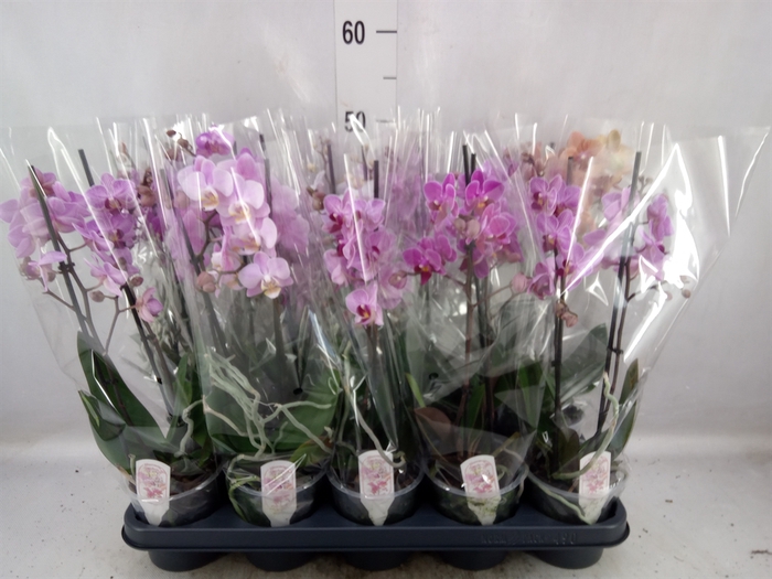 <h4>Phalaenopsis multi.   ...mix  6</h4>