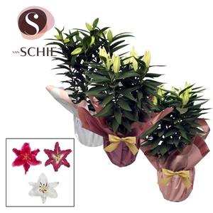 Oriental Mix p19 Rondella BLUSH III