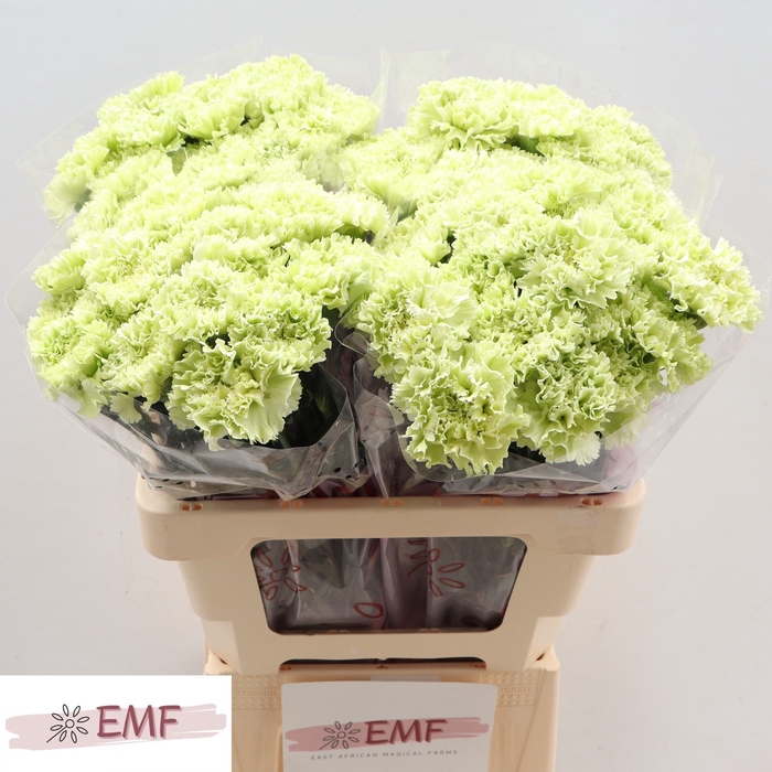 <h4>Di St Goblin</h4>