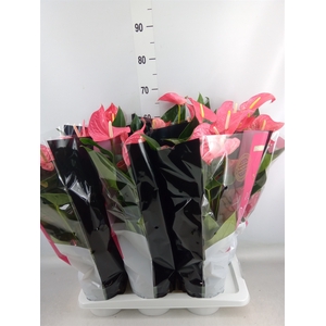 Anthurium andr. 'Maine'