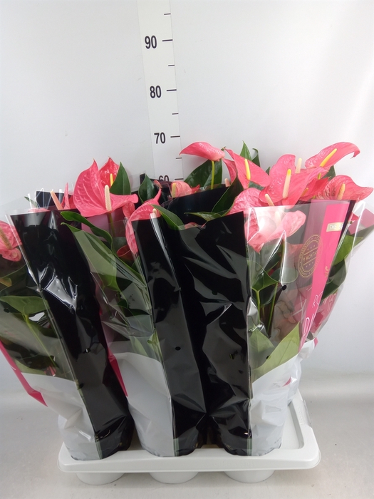 <h4>Anthurium andr. 'Maine'</h4>