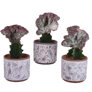Euphorbia Lactea Ø12cm in Ø14cm Ceramic Pot Forest