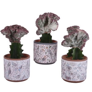 Euphorbia Lactea Ø12cm in Ø14cm Ceramic Pot Forest