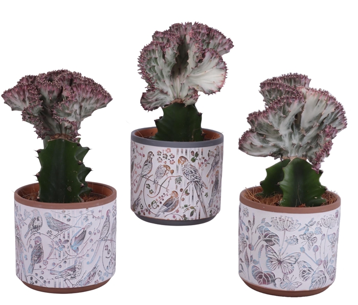 <h4>Euphorbia Lactea Ø12cm in Ø14cm Ceramic Pot Forest</h4>
