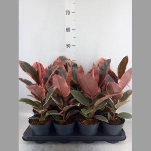 Ficus elastica 'Belize'