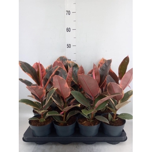 Ficus elastica 'Belize'