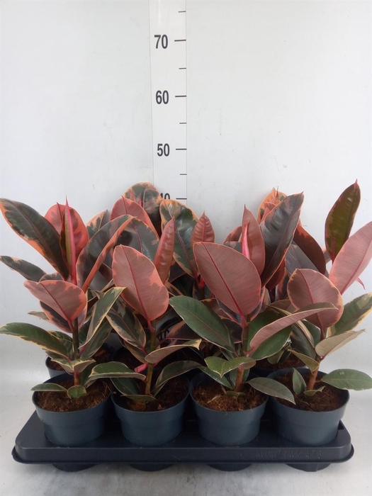 <h4>Ficus elastica 'Belize'</h4>