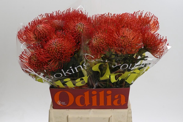 <h4>Nutans Succession</h4>