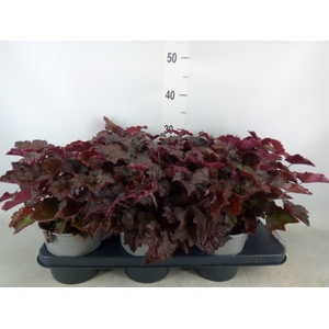 Heuchera micrantha 'Palace Purple'
