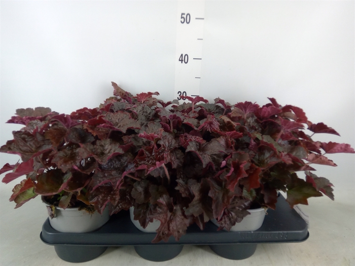 <h4>Heuchera micrantha 'Palace Purple'</h4>