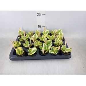 Peperomia obt. 'Obtipan Bicolor'