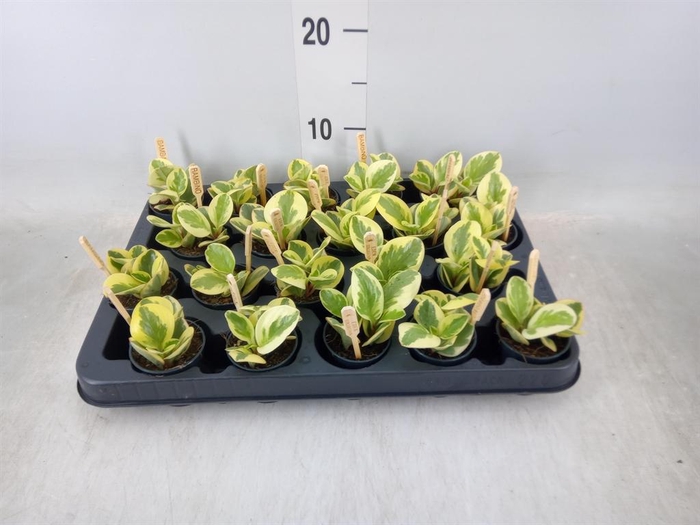<h4>Peperomia obt. 'Obtipan Bicolor'</h4>