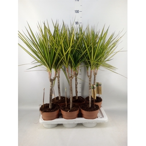 Dracaena marg. 'Sunray'