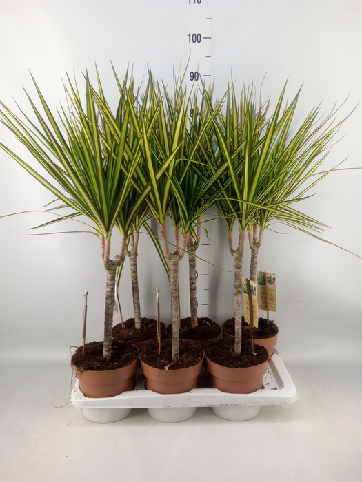 <h4>Dracaena marg. 'Sunray'</h4>