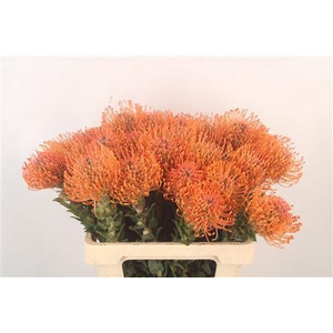 Leuco Ayoba Man Zest