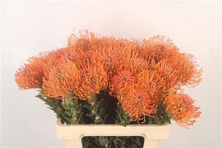 <h4>Leuco Ayoba Man Zest</h4>