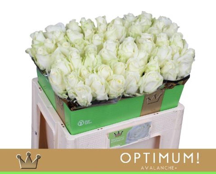 <h4>Rosa large avalanche+ Bernhard Optimum</h4>