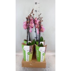 Phalaenopsis   ...orange