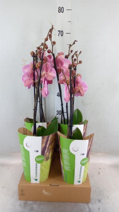 <h4>Phalaenopsis ...orange</h4>