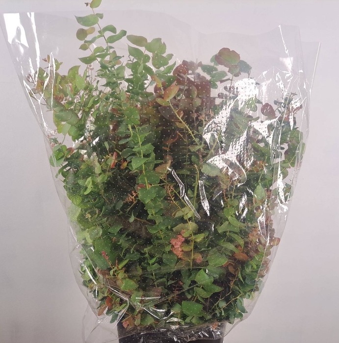 <h4>EUC STUARTIANA AUTUMN</h4>