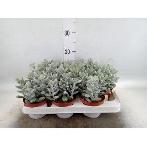 Cotyledon  'Coral'