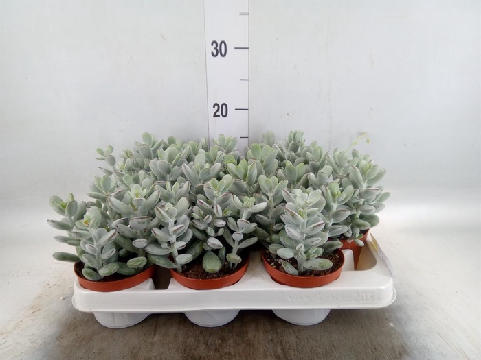 <h4>Cotyledon  'Coral'</h4>