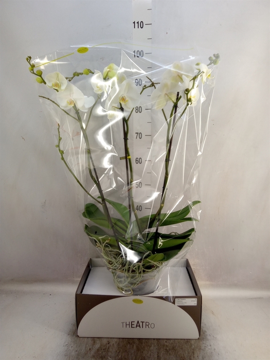 <h4>Phalaenopsis   ...white</h4>