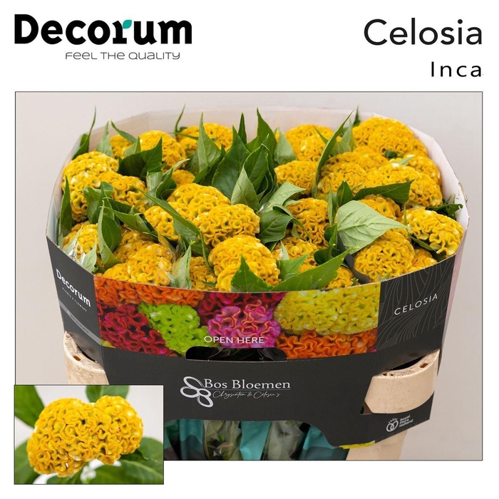 <h4>Celosia Cristata Grp 'Act Inca'</h4>