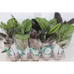 CALATHEA P12 VARIADO